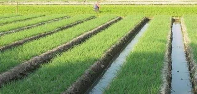 أهم التوصيات الواجب اتباعها عند زراعة الأرز بالتسطير ...