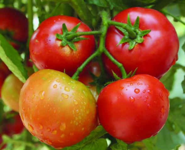 تعرف على تأثيرات الصقيع على الطماطم والكنتالوب وطرق مواجهتها ...