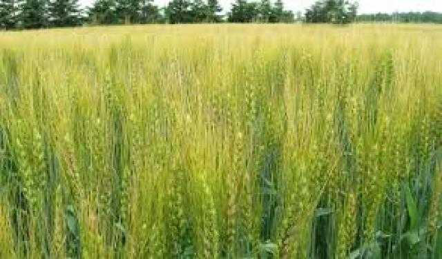 ”الزراعة” تصدر نشرة بالتوصيات الفنية لمزارعي محصول القمح التى يجب مراعاتها خلال شهر يناير