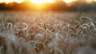 روسيا: خفض حصة تصدير القمح في النصف الأول من 2022