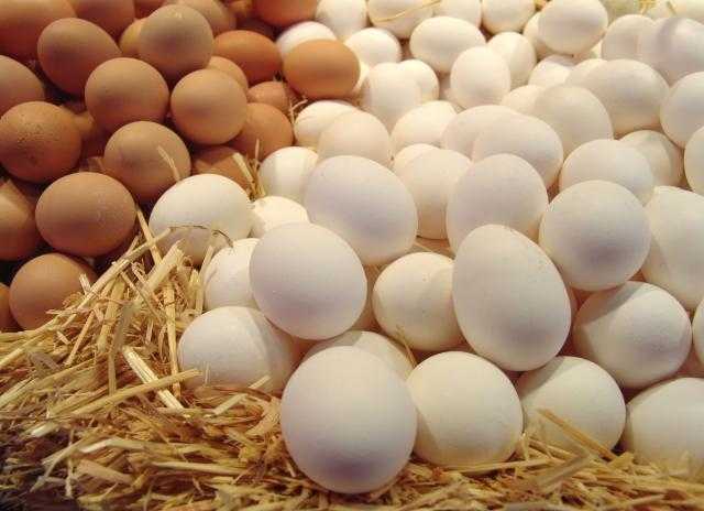 الزراعة تكشف عن أفضل الطرق لزيادة إنتاج البيض البلدي