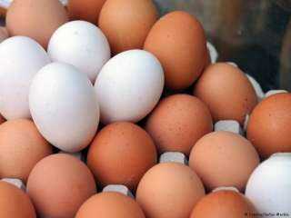 ارتفاع أسعار بورصة البيض بالمحافظات اليوم الأربعاء