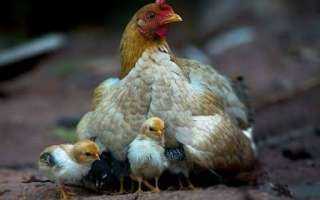 10 طرق وقائية تمنع نقر الدجاج للبيض في الشتاء