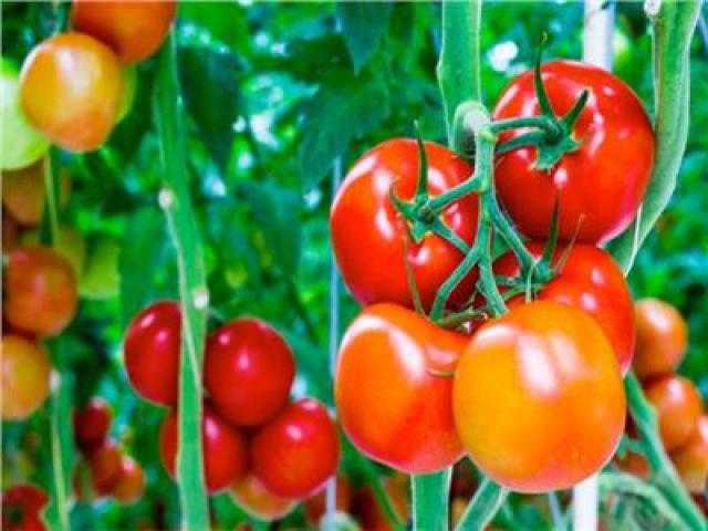 نصائح هامة لمزارعى الطماطم يجب اتباعها بفبرابر المقبل