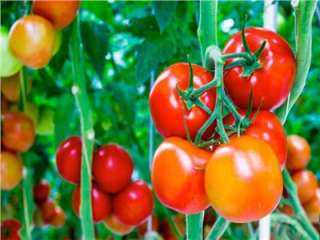 نصائح هامة لمزارعى الطماطم يجب اتباعها بفبرابر المقبل