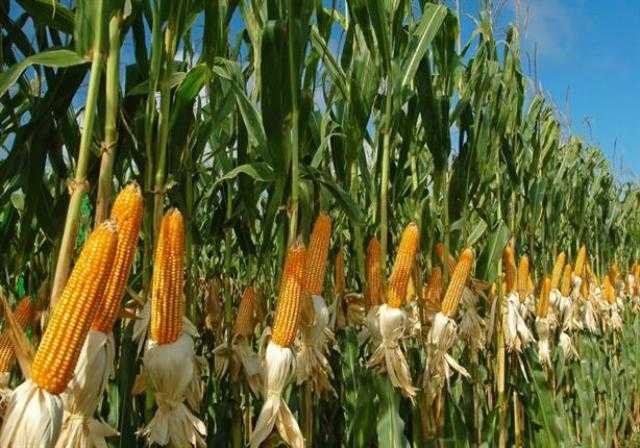 الزراعة توضح أماكن وأصناف زراعة الذرة لموسم 2022