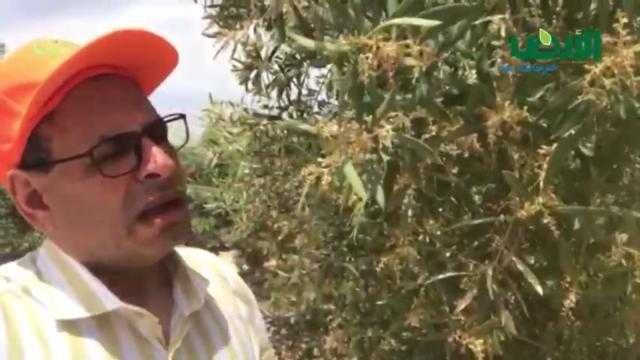 كارثة تضرب محاصيل فواكه مصر بسبب ”الخبل المناخي”