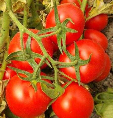 «الكلثوم» توفر صنف طماطم K 380.. يتحمل التخزين والنقل ومقاوم للأمراض