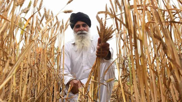 الهند تحظر تصدير القمح للخارج