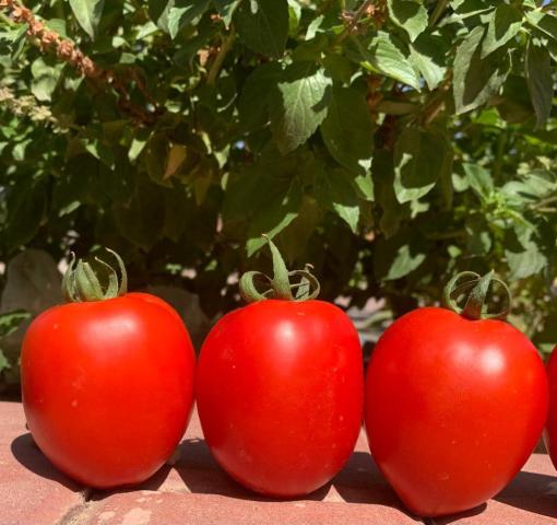ارتفاع تكاليف الإنتاج الزراعي يرفع أسعار الطماطم