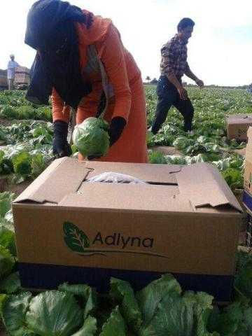 رئيس شركة عدلينا: الإحسان إلى الصادرات الزراعية مصلحة للوطن