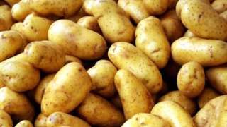الزراعة: صادرات مصر من البطاطس تحقق رقماً قياسياً لأول مرة في تاريخها