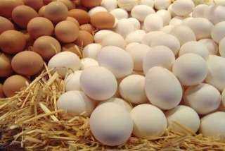 سعر البيض الأبيض بمزرعة البنا 61.5 جنيه ..  زيادة أسعار البيض ببورصة المحافظات اليوم الأحد