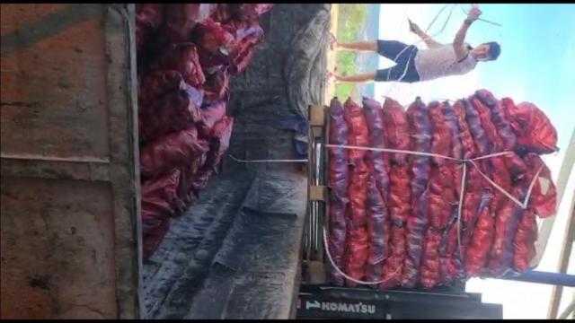 إعدام 5 آلاف طن بطاطس لـ 20 شركة تصدير مصرية في روسيا .. فيديو