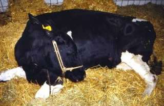 تصيب الأبقار قبل الولادة .. تعرف على أعراض الإصابة بحمى اللبن