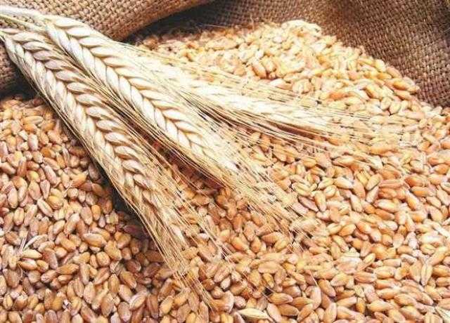 أسعار القمح اليوم السبت 27-8-2022 في السوق المحلي والعالمي