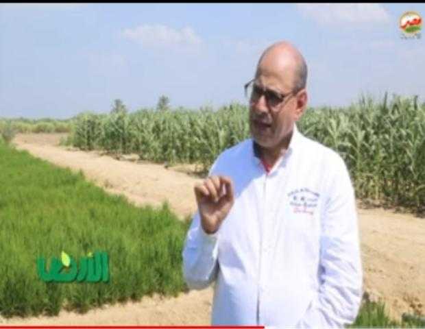 البحوث الزراعية يكشف عن تجربة زراعة الأرز بالتنقيط في الأراضي الصحراوي
