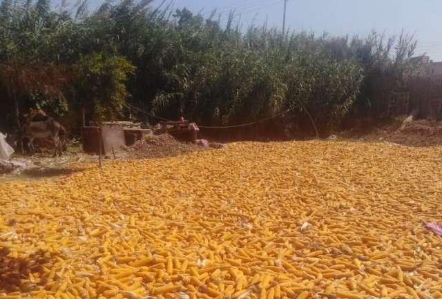 لقطة من محصول ذرة للمزارع أشرف عدلي في منطقة دفشو ـ كفر الدوار ـ بحيرة