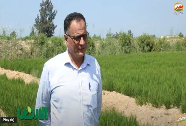 د. بسيوني زايد أستاذ بحوث الأرز في محطة سخا يستعرض زراعة الأرز في الصحراء بالتنقيط