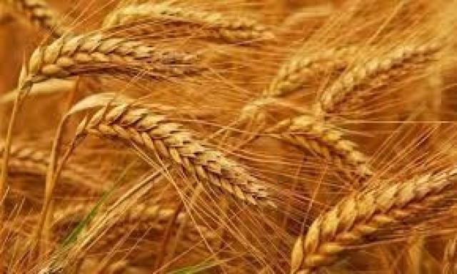 مدير معهد المحاصيل الحقلية: مصر تحتل المركز الاول عالميًا فى انتاج القمح الربيعى