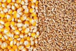 بسبب الجفاف.. الأرجنتين تخفض تقديرات إنتاج القمح والذرة لهذا الموسم 2022/2023