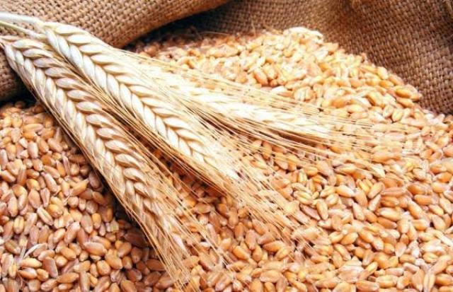 أسعار القمح اليوم الأحد 25-9-2022 في السوق المحلي و العالمي