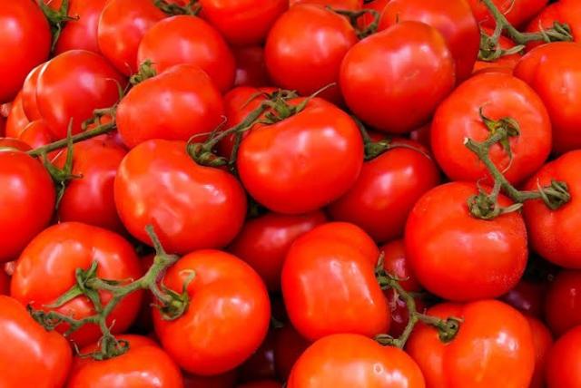إرشادات هامة لمزارعي الطماطم لإنتاج وجودة اعلي