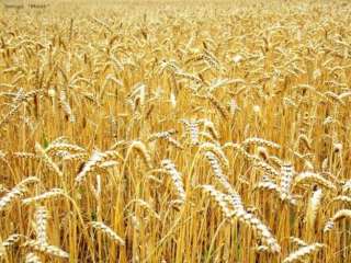 الميعاد المناسب لزراعة القمح.. وما هي أضرار التبكير والتأخير في الزراعة