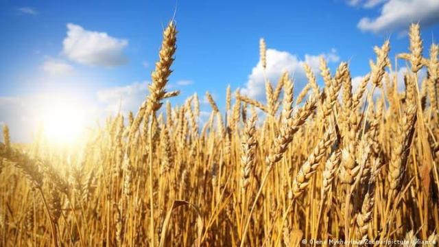 كيف يختار المزارع الصنف المناسب من القمح ؟ .. خبير زراعي يوضح