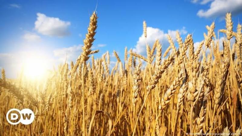 فهيم يوضح أبرز النقاط الواجب اتباعها لزراعة القمح المتأخرة