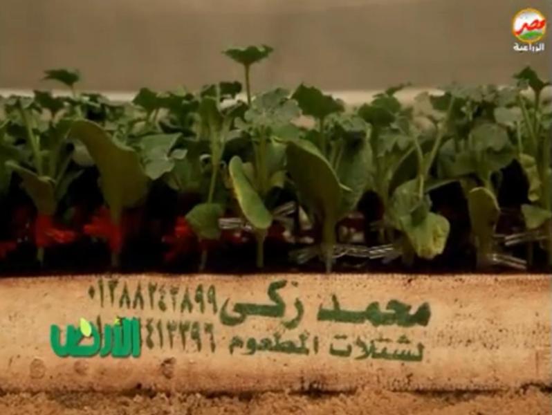لقطة لصواني شتلات البطيخ المطعومة في مشتل محمد زكي