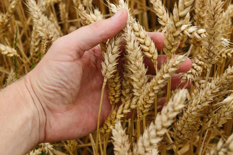 القمح المصري أجود أنواع القمح في العالم