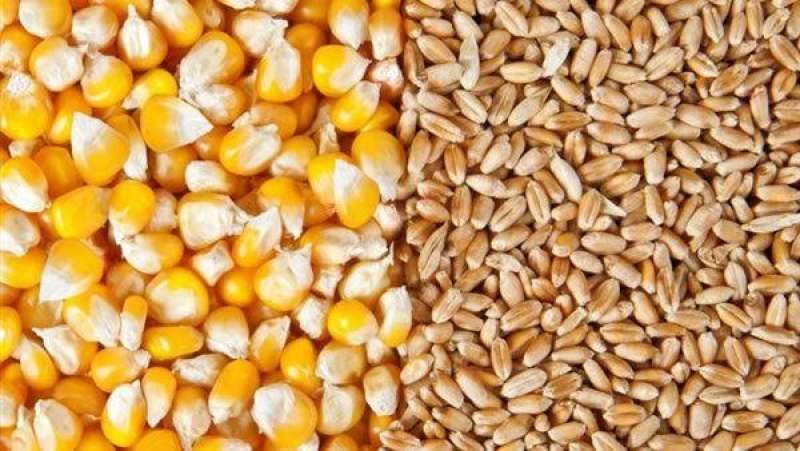 القمح والذرة
