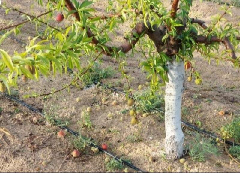 أشجار الخوخ الأكثر عرضة لأضرار التقلبات المناخية 