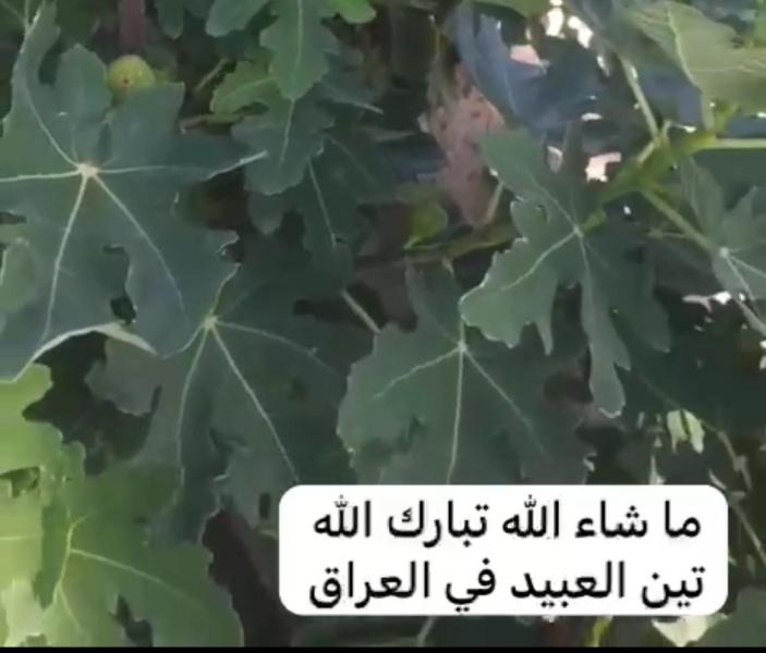 لقطة من فيديو مسجل عن تين العبيد المنزرع في العراق