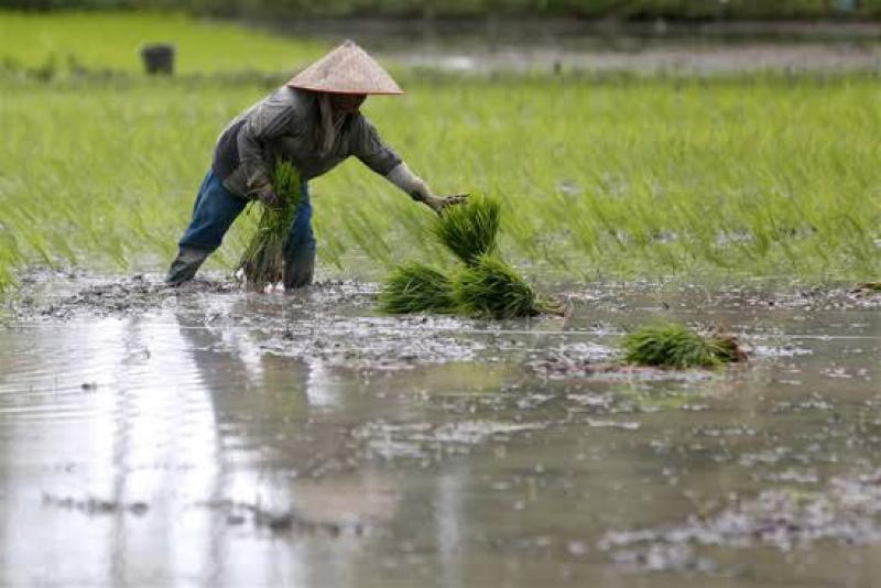 الأرز في اندونيسيا 