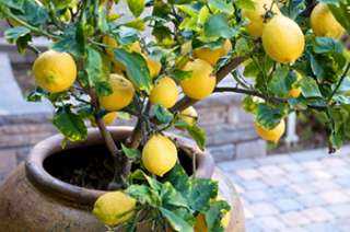 شجر الليمون من الزراعة حتى الحصاد إرشادات وخدمات الأرض