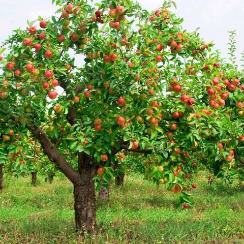 كيفية زراعة التفاح الأرض